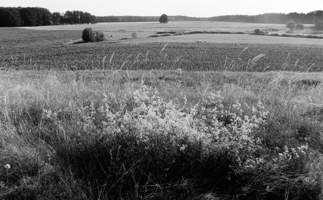 Jihočeská - plochá