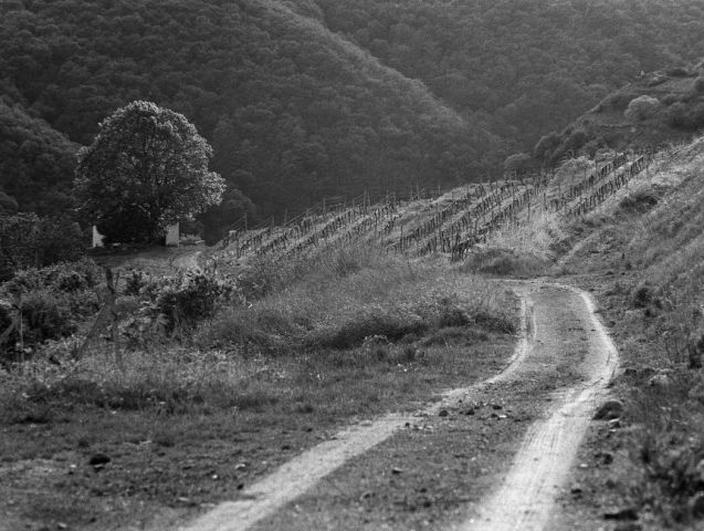 Vinice Nad Žernoseky