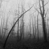 V mlžném lese