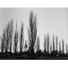 Radonice