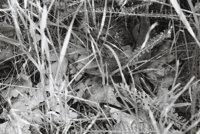 Ještěrka zelená (Lacerta viridis)