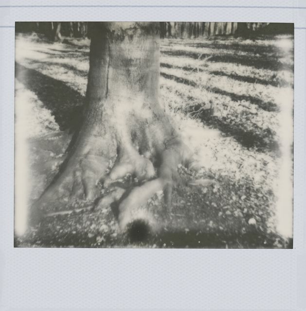 V lese pri Bratislave (ale Polaroidom)