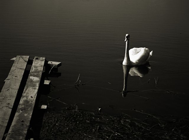 BLACK(white)SWAN