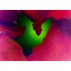 macro