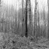 V lese pri Bratislave (chyba v čiarovom kóde)