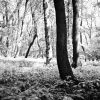 V lese pri Bratislave
