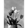 tulipanova gycovina