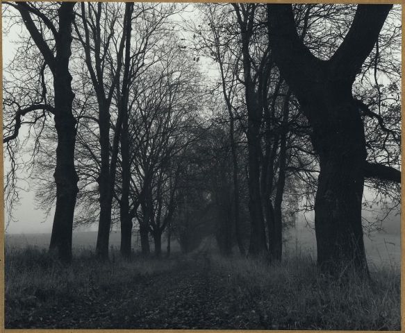 Novodvorská alej 2014/Xii. (Mamiya RB67/65mm/delta100@tetenal Ultrafin) Začátky se středním formátem