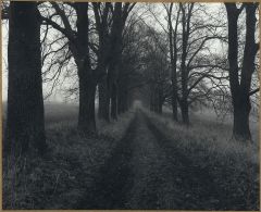 Novodvorská alej 2014/Xii. (Mamiya RB67/65mm/delta100@tetenal Ultrafin) Začátky se středním formátem