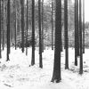 Zima v lese 2020