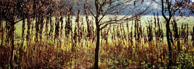 z kompaktu... (Velvia, jeseň 2012)