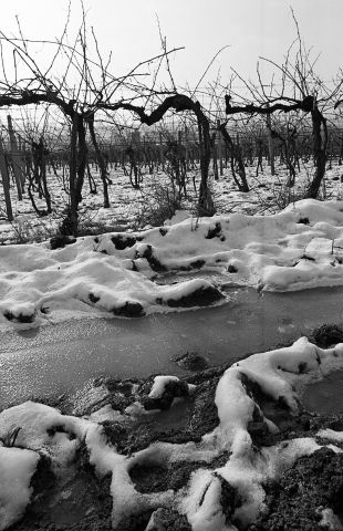 Vinohrad v zime