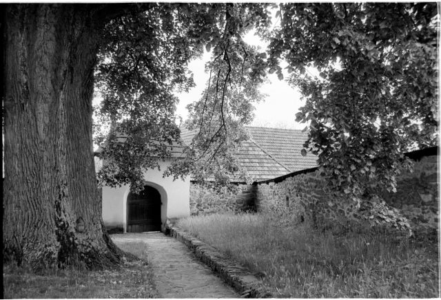 Tilia platyphyllos (1782)