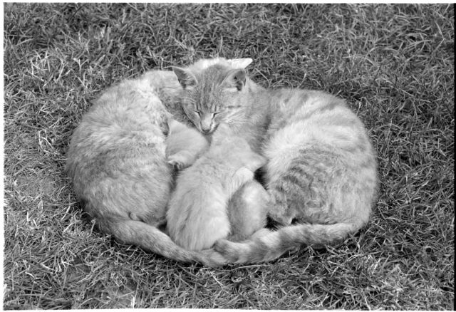 Podle obyčeje svého