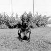 Doberman, Atos