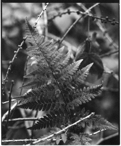 Kapradina / The Fern