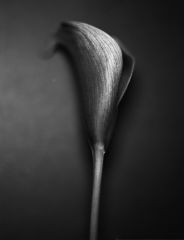 Kalla #4