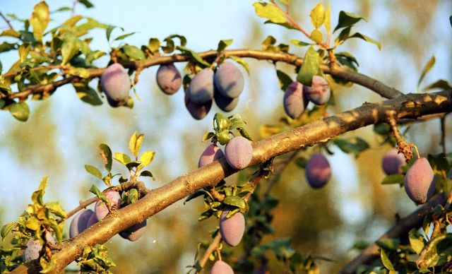 Švestky vydržely do švestek:)