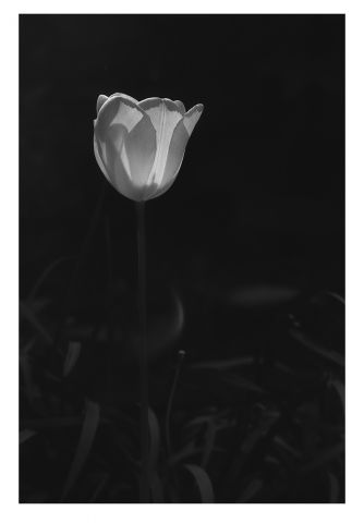 fotony v tulipánu